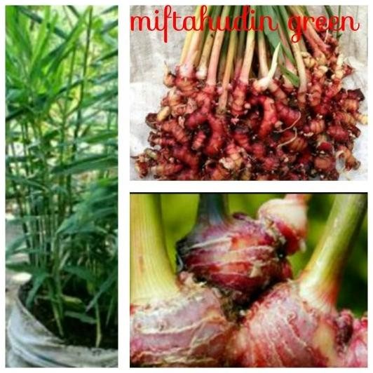 

Terlaris Bibit Jahe Merah Vkwzey 1327Kf