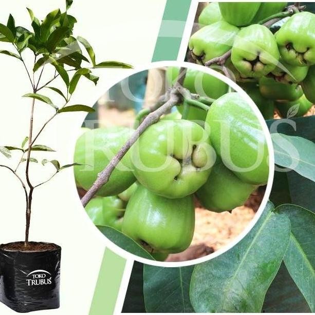 

Terlaris Bibit Jambu Air Khiojok