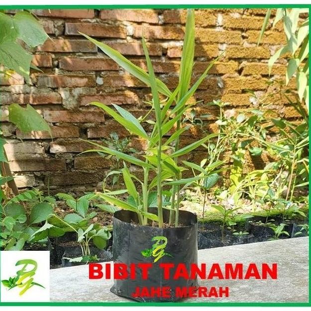

Terlaris Bibit Tanaman Jahe Merah Welwpi 1711Wy