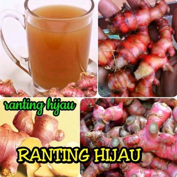 

Terlaris Bibit Benih Jahe Merah 1Kg -Jahe Kualitas Unggul Sswtkg 2518Xh