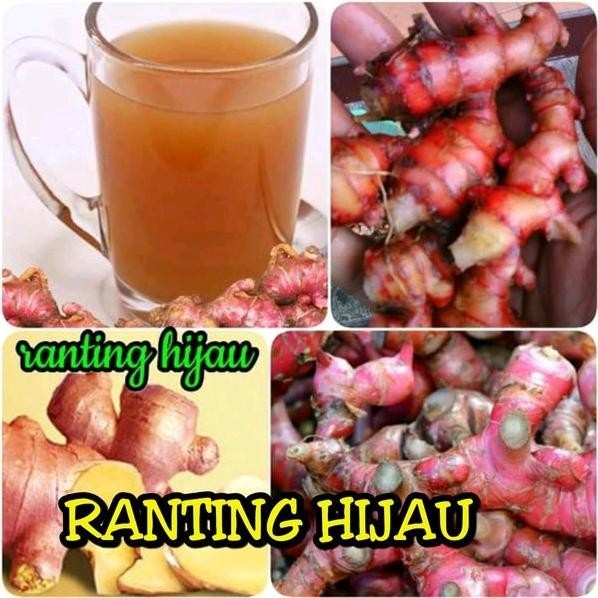 

Terlaris Bibit Benih Jahe Merah 1Kg -Jahe Kualitas Super Lmrzbx 1548Ci
