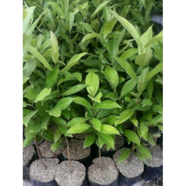 

Terlaris Bibit Tanaman Daun Salam ( Sekitar 25Cm ) Sypigh 1336Vz
