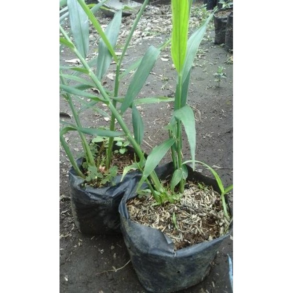 

Terlaris Jual Bibit Pohon Jahe Merahisi 10 Pollybag Diskon