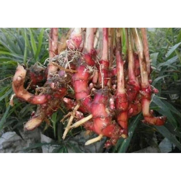 

Terlaris Bibit Jahe Merah Super Premium