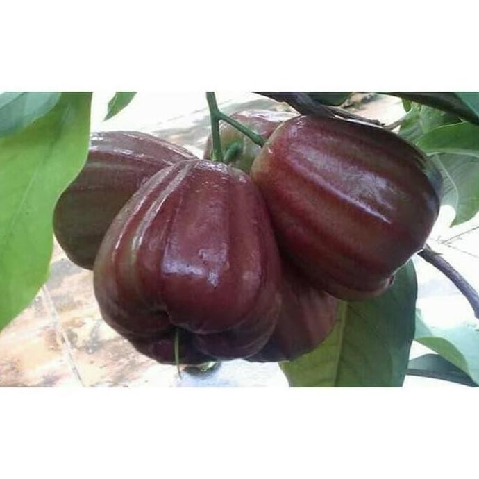 

Terlaris Bibit Jambu Air Dalhari Super 50 Cm