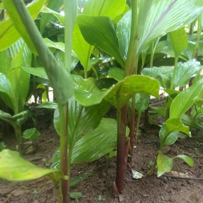 

Terlaris Bibit Temu Ireng/Kunyit Hitam