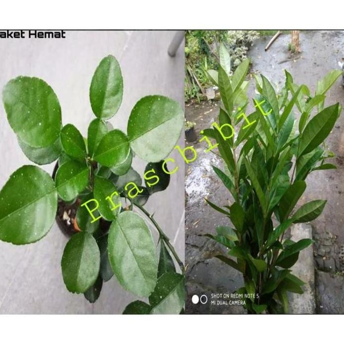 

Terlaris 1 Paket Isi 5 Bibit Jeruk Purut & 5 Bibit Daun Salam