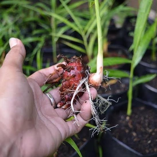 

Terlaris Bibit Jahe Merah Murah Kualitas Unggul Beli 100 Gratis 10 Beli 200 Gratis 20 Batang Terbaik