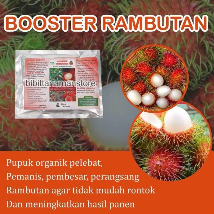 

Terlaris Pupuk Organik Pelebat Buah Dan Booster Rambutan Cepat Berbuah Lebat