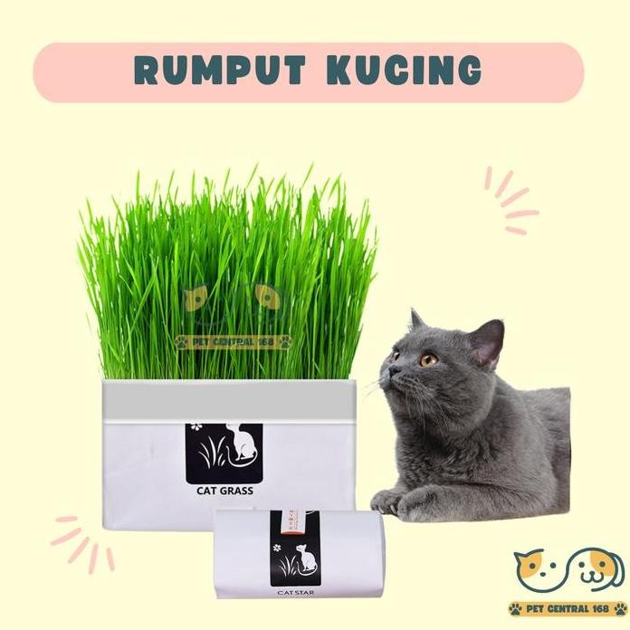 

Terlaris Rumput Kucing Paket Tumbuh Benih Gandum Premium Cat Wheat Grass