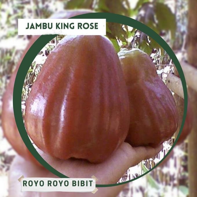 

Terlaris Bibit Jambu Air King Rose Tanaman Buah Unggul