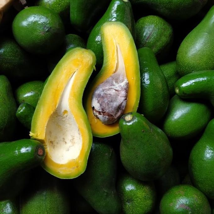 

Alpukat Mentega Reguler Bergaransi Avocadoid