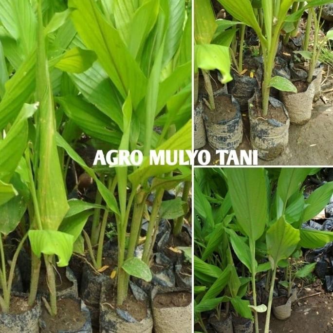 

Terlaris Bibit Tanaman Kunyit Unggul