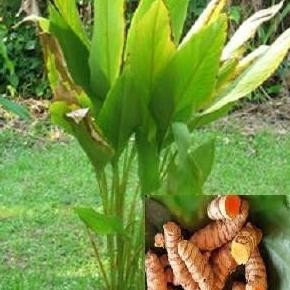 

Terlaris Bibit Kunyit Sayur