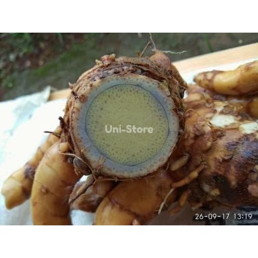

Terlaris 1Kg Temu Hitam Segar / Ireng/Koneng Hideung Kunyit Herbal Bibit Benih