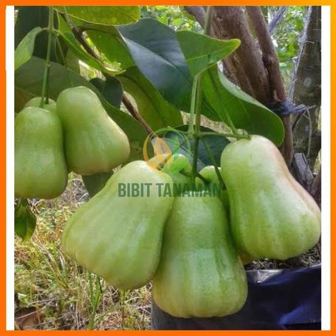 

Terlaris Bibit Jambu Air Madu Deli Hijau