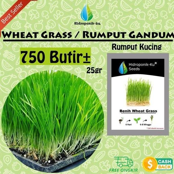 

Terlaris Bibit / Benih Wheat Grass Rumput Gandum / Rumput Kucing (750 Butir) - Hidroponik Ku Tanam