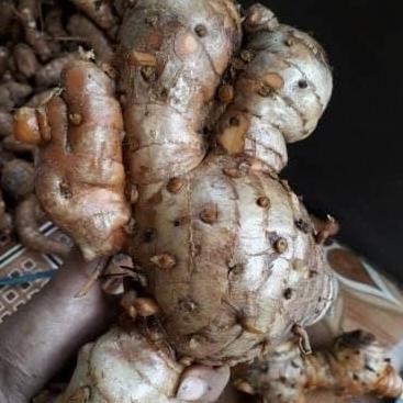 

Terlaris Bibit Temulawak/Koneng Gede/Kunyit