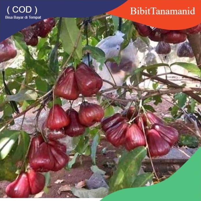 

Terlaris Bibit Jambu Jamaika Bibit Buah Okulasi Untuk Tabulampot