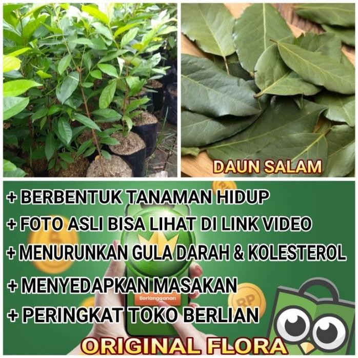 

Terlaris Bibit Tanaman Obat Salam Daun Salam (Syzygium Polyanthum)