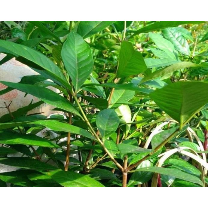 

Terlaris Bibit Tanaman Salam Daun Salam Bumbu