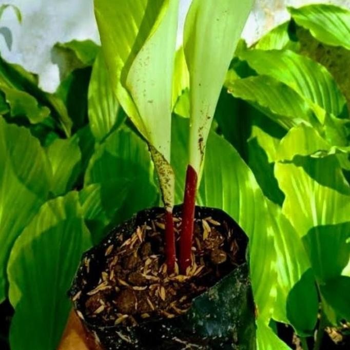 

Terlaris Bibit Kunyit Hitam Asli Bibit Temu Ireng Asli [ Gos ]
