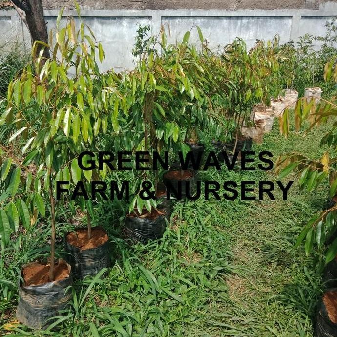 

Terlaris Bibit Durian Musang King/Raja Kunyit (D197) 1.4 M - 1.5 M