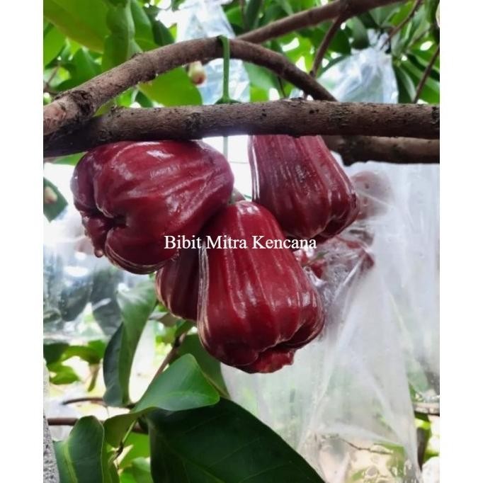 

Terlaris Bibit Jambu Air Thongsamsi Rimbun Siap Tanam Super Unggulan