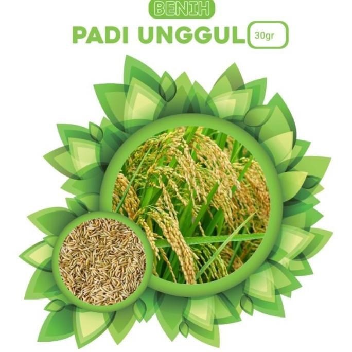 

Terlaris Bibit Benih Biji Padi Mudah Tumbuh - Bibit Padi Super 30Grm