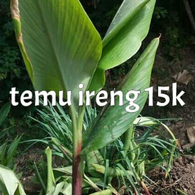 

Terlaris Ready Bibit Temu Ireng Kunyit Hitam Ireng
