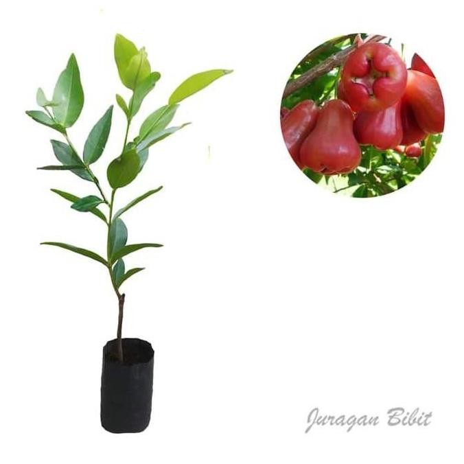 

Terlaris Bibit Tanaman Buah Jambu Air Cincalo Merah