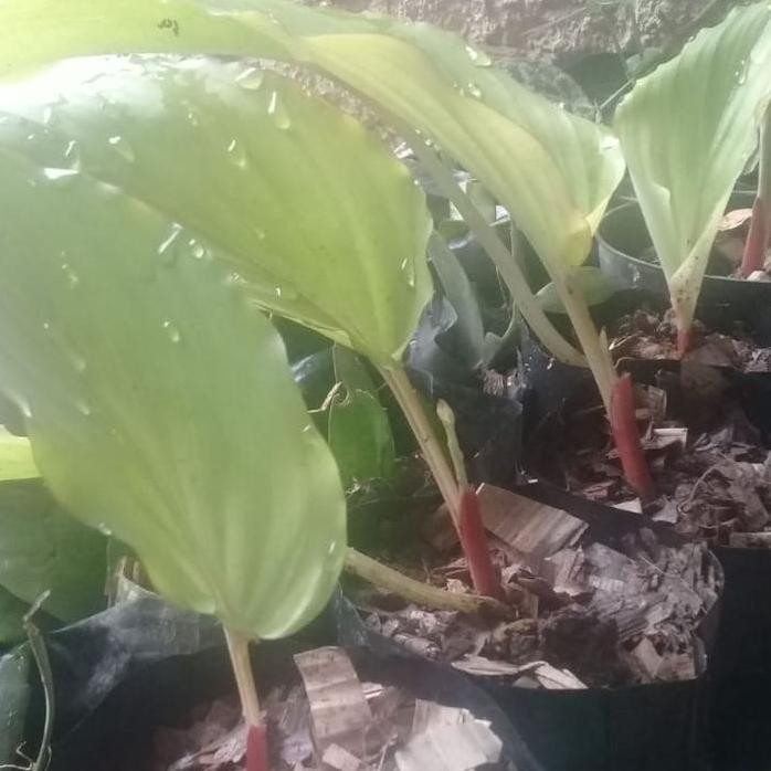 

Terlaris Bibit Pohon Kunyit Hitam /Black Tumerick Obat Herbal