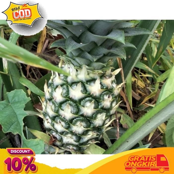 

Diskon Nanas Muda Segar