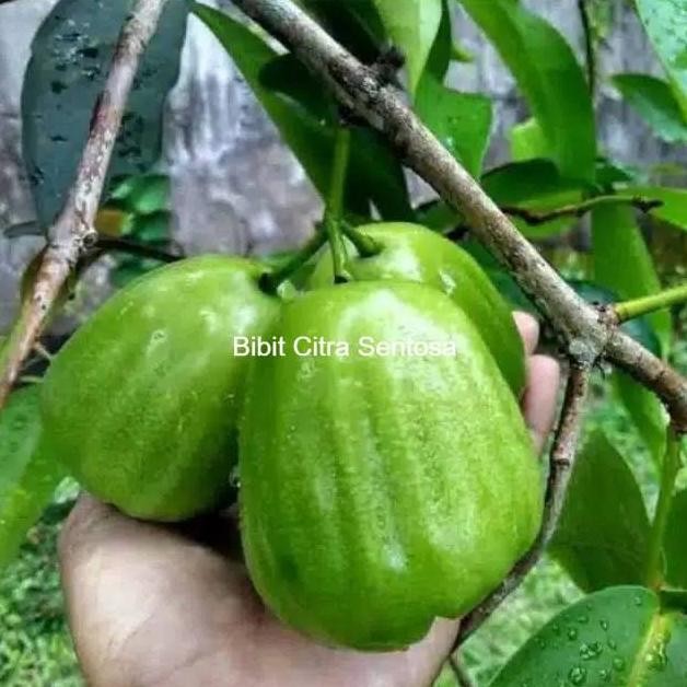 

Terlaris Bibit Jambu Air Kiyojok Promo