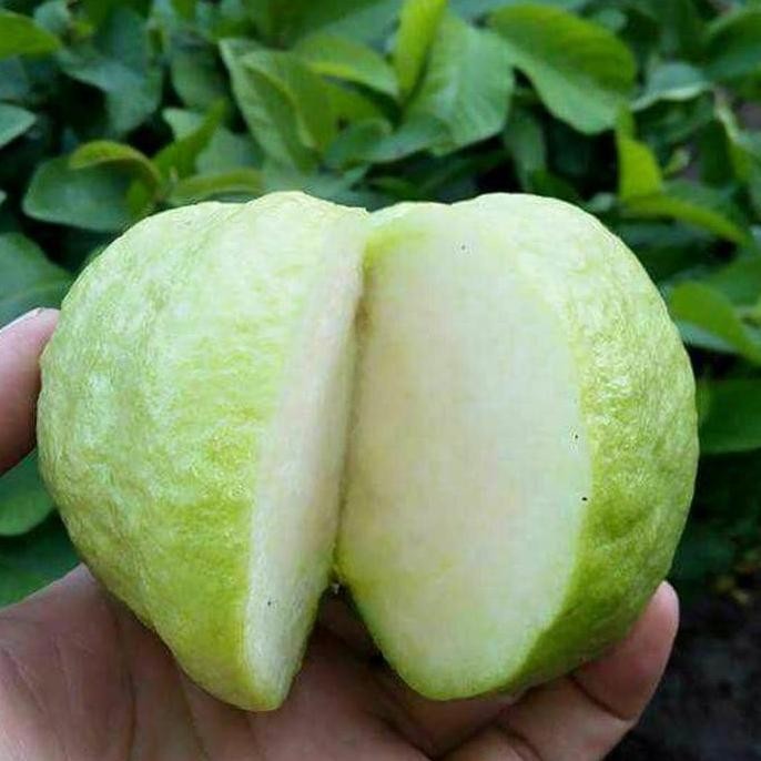 

Terlaris Bibit Unggul Jambu Kristal Taiwan