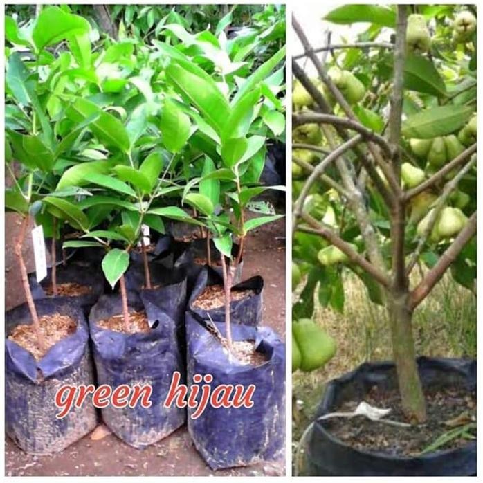 

Terlaris Bibit Jambu Madu Deli (Bisa Berbuah Di Pot)