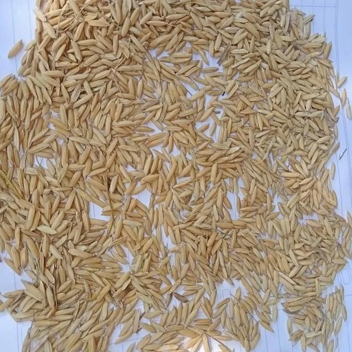 

Terlaris Gabah Padi Organik Kering Cocok Untuk Pakan Ternak
