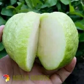 

Terlaris Bibit Tanaman Jambu Kristal - Jambu Biji Kristal - Jambu Sukun Kristal