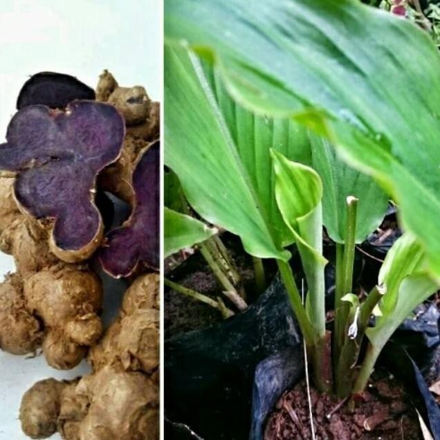 Terlaris Bibit Kunyit Hitam Asli Thailand
