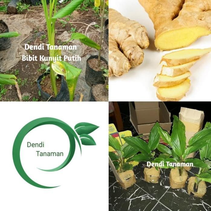 

Terlaris Bibit Tanaman Kunyit Putih/Temu Putih (Obat Herbal)