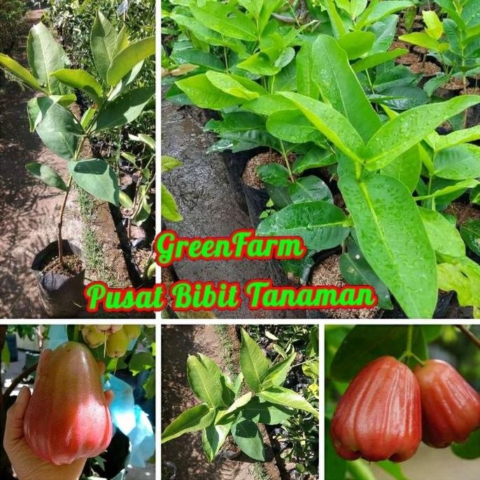 

Terlaris Bibit Jambu Air Kingrose Okulasi Unggul Cepat Berbuah