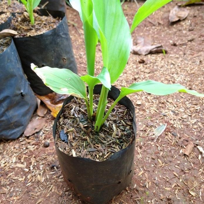 

Terlaris Bibit Tanaman Kunyit Masak Kunyit Bumbu / Kunir