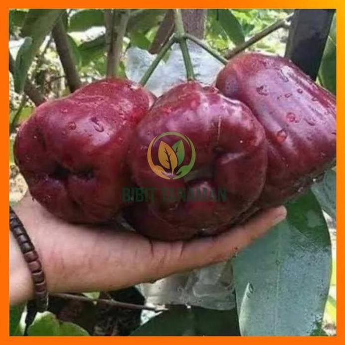 

Terlaris Bibit Jambu Air Black Diamond Hasil Okulasi