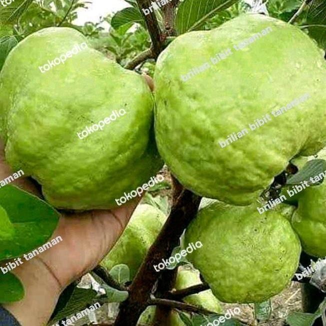 

Terlaris Bibit Tanaman Buah Jambu Kristal Unggul