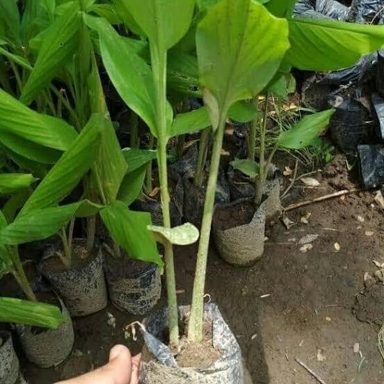 

Terlaris Paket 10 Bibit Kunyit Putih / Bibit Temu Putih