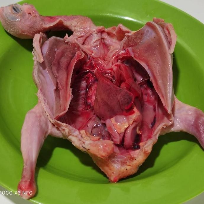 

Daging Burung Dara Konsumsi 1 ekor