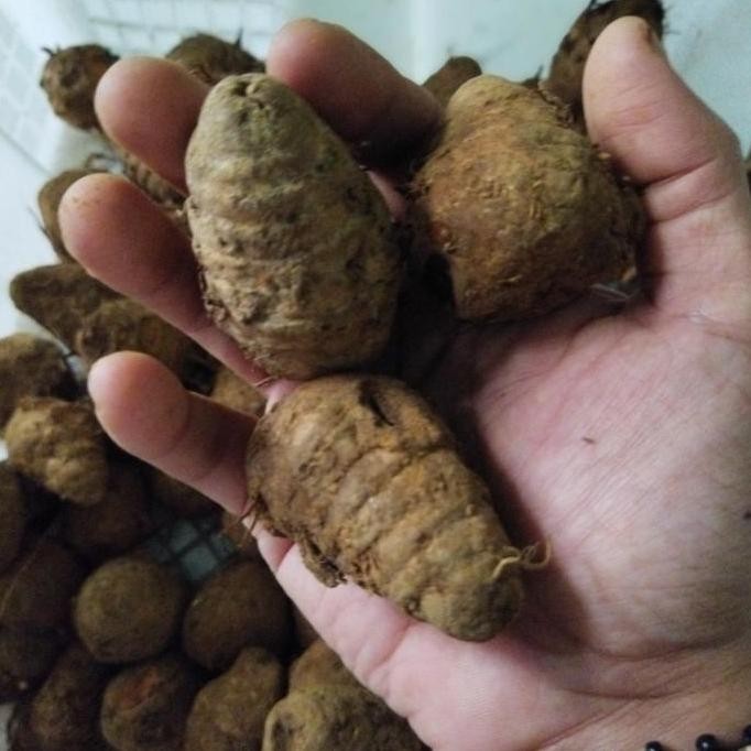 

biang kunyit 1kg segar/biang kunyit/kunyit biang