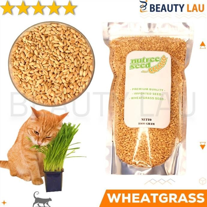 

Terlaris Benih Wheatgrass 1Kg Bibit Rumput Gandum Untuk Kucing Biji Wheat Grass