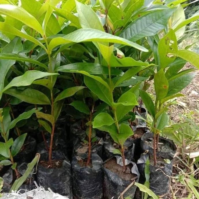 

Terlaris Bibit Seedling Jambu Air