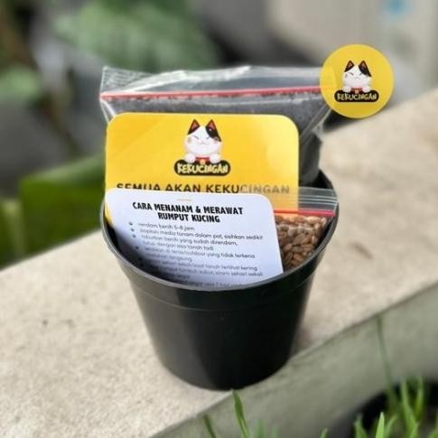 

Terlaris New Diy Rumput Kucing Rumput Gandum Paket Lengkap Pot Media Benih 10 Gr - Pot Hitam